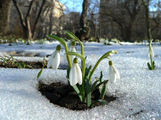 snowdrops rising from the snow i