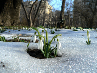 snowdrops rising from the snow