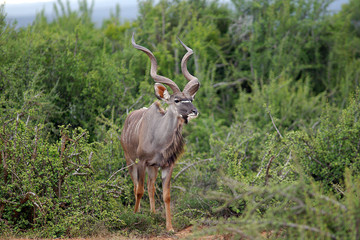 Naklejka premium kudu