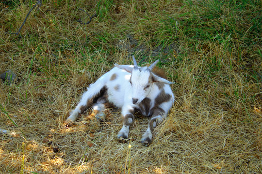 fainting goat