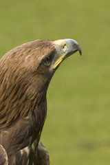 eagle looking for prey