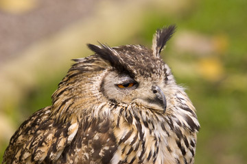 eagle owl portrait