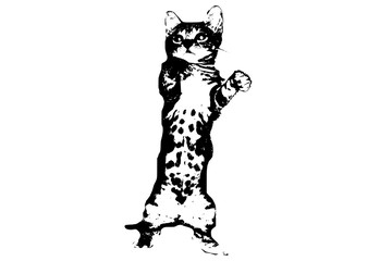 cat playing