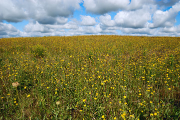 field of flowers