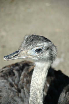 emu