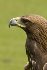 golden eagle