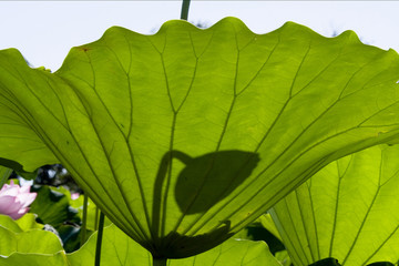 green leaves background