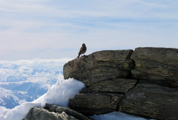 oiseau sur rocher