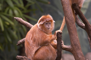 monkey thinking