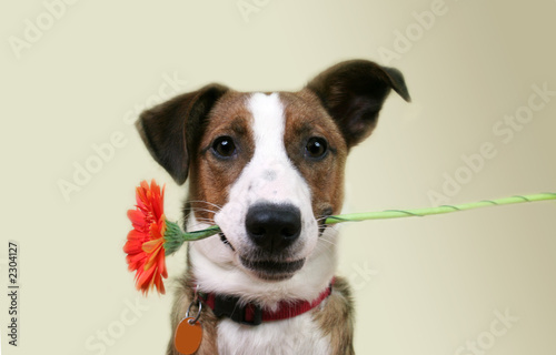 "hund mit blume" Stockfotos und lizenzfreie Bilder auf