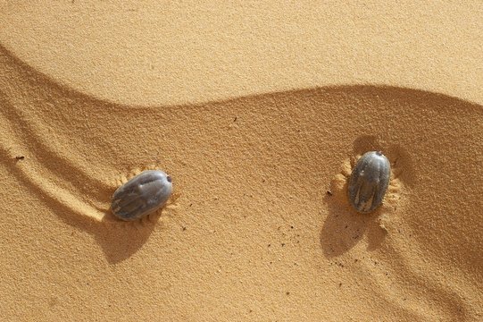 tiques sur le sable