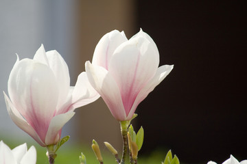 ao_060427_0823.cr2.dng magnolia