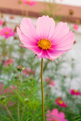 ao_061008_3176.cr2.dng blume