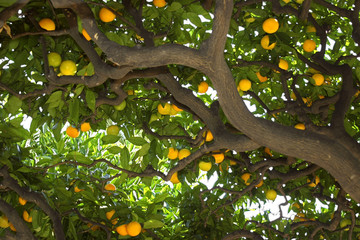under the lemon tree