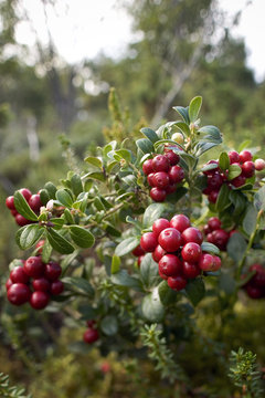 Lingonberries, Lat. Vaccinium Vitis Idaea