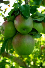 green apples on a branch