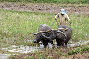 travail de la terre au sri lanka