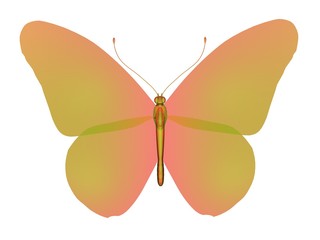 papillon butterfly