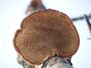 mushroom