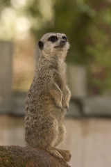 meerkat lookout