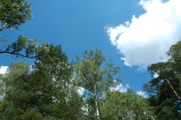 wood (forest) and sky