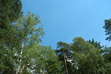 wood (forest) and sky