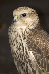 peregrine falcon
