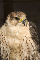 peregrine falcon