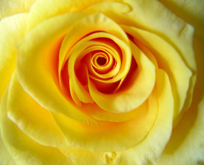 yellow rose macro