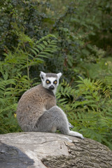 Obraz premium ring-tailed lemur sitting on a tree stump