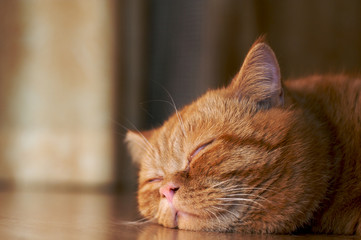 resting