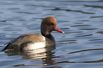 winter pochard