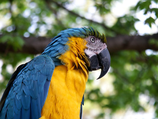 macaw