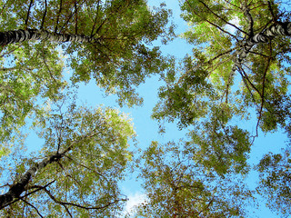 Fototapeta premium sun plays with trees