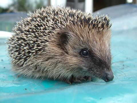 igel