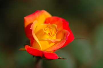 orange rose