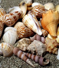 seashells