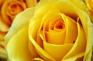 yellow roses