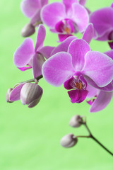 Fototapeta na wymiar orchid series