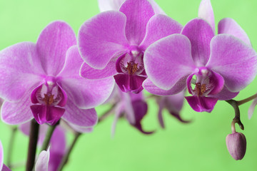 Naklejka na ściany i meble Orchidea series
