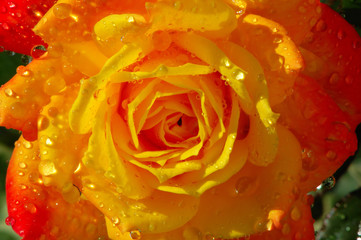 rose with dew