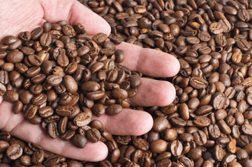 palm with coffee beans