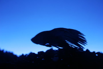 profile fish