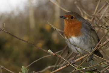 winter robin
