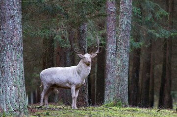 weißer damhirsch