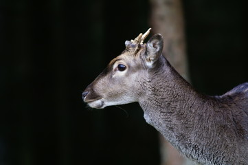 damwild