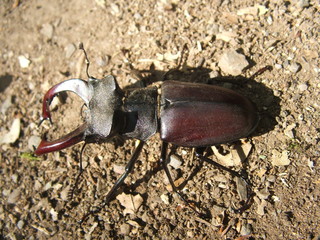 stag-beetle