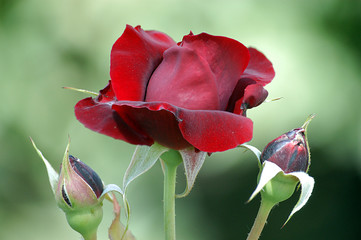 flower and buds of a rose