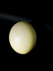 egg of ostrich
