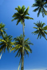 Obraz na płótnie Canvas sunny tropical beach